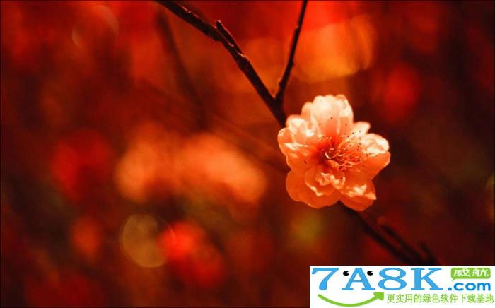 Win10猪年主题 Windows10猪年主题