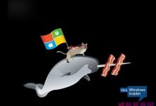 微软Win10 Insider壁纸下载：骑独角鲸、恐龙的忍者猫壁纸-字节律动